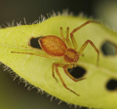 Philodromus (albidus-rufus)